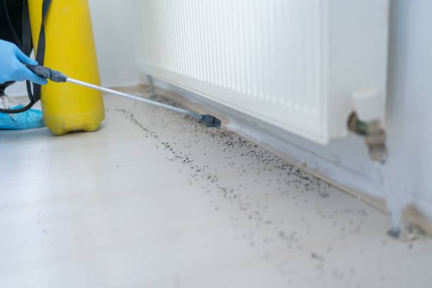 Best Ant Control Services  in Deer Park, TX